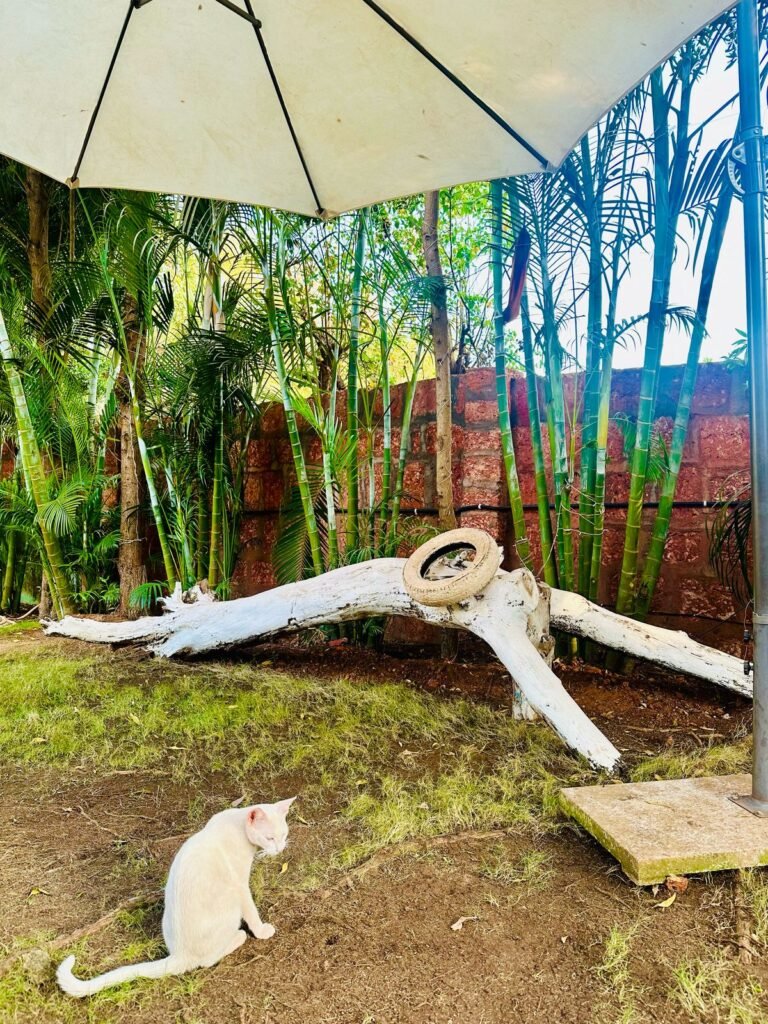 Morjim beach resort with garden